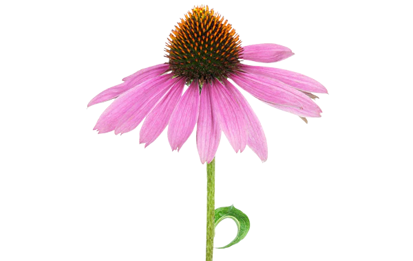 Beautiful purple echinacea plant cone flower