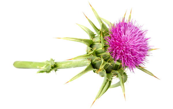 Beautiful milk thistle plant 