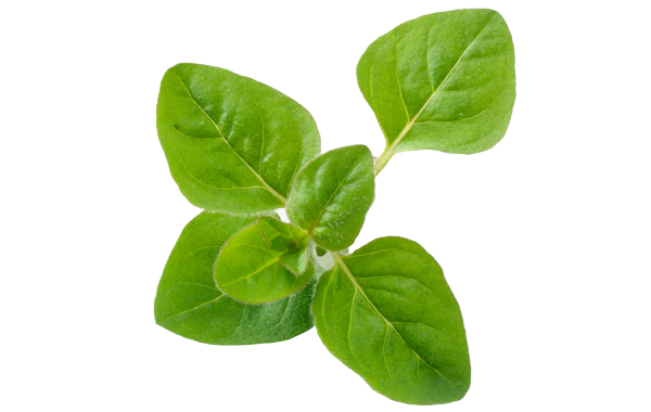 Beautiful lush oregano leaves